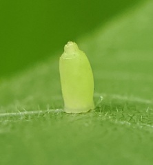 Caryomyia urnula
