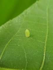 Caryomyia urnula
