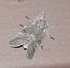 Meleneta antennata