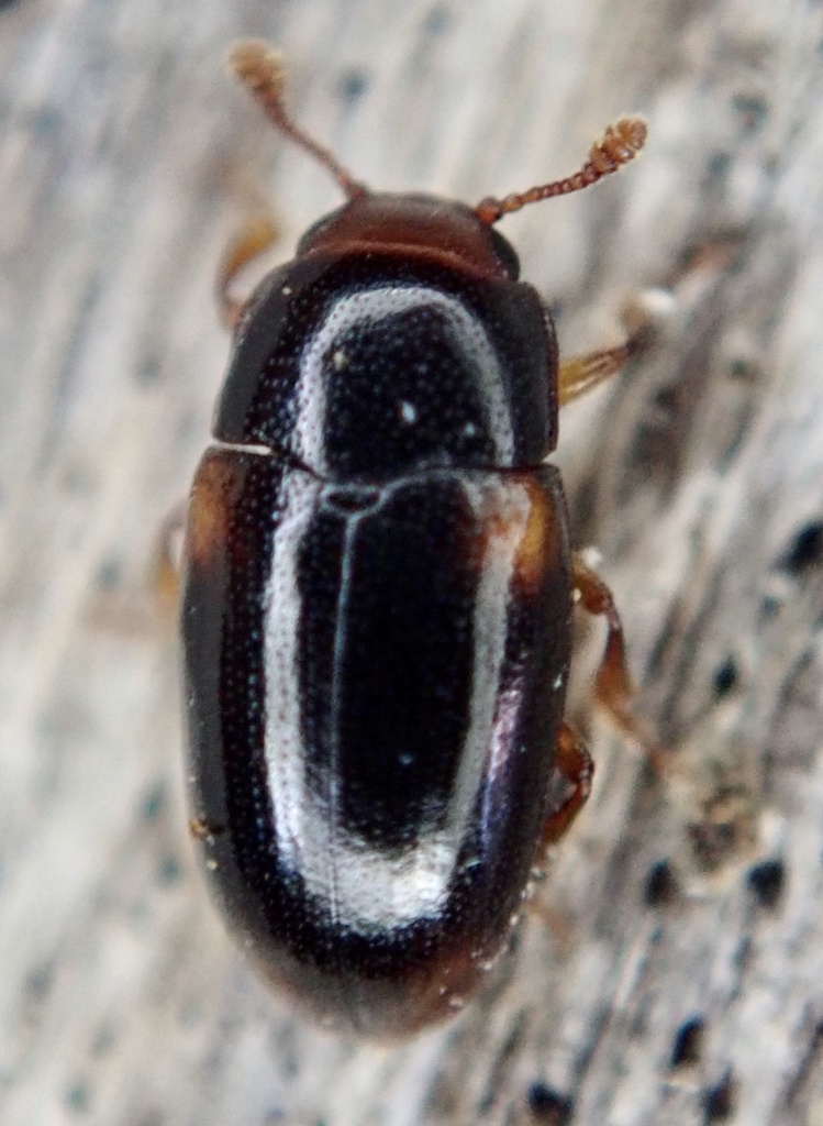 Dacne rufifrons