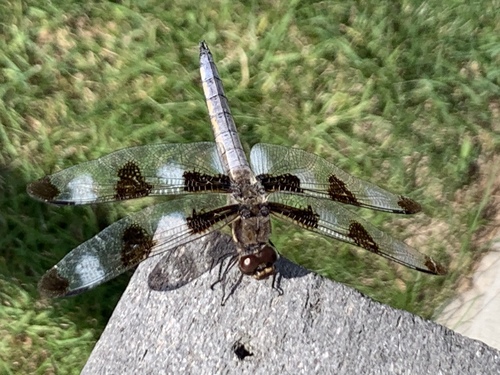 Twelve-spotted Skimmer photographed in South Dakota