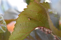 Harmonia axyridis