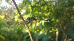 Dythemis nigra