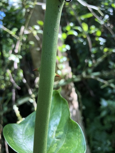 Smilax tamnoides image