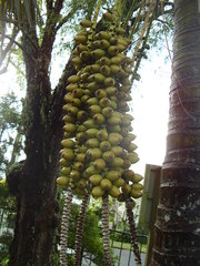 Howea forsteriana