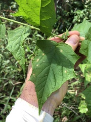 Chenopodiastrum simplex