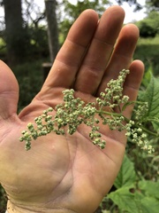 Chenopodiastrum simplex