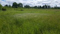 Carex sartwellii
