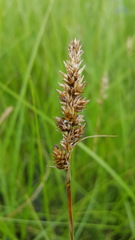 Carex sartwellii