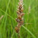 Carex Sect. Holarrhenae - Photo (c) Philippe Blais, some rights reserved (CC BY-NC-ND), uploaded by Philippe Blais