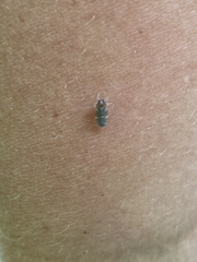 Synecdoche dimidiata