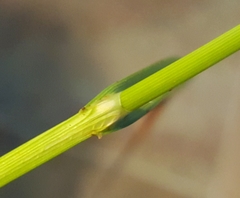 Carex sartwellii