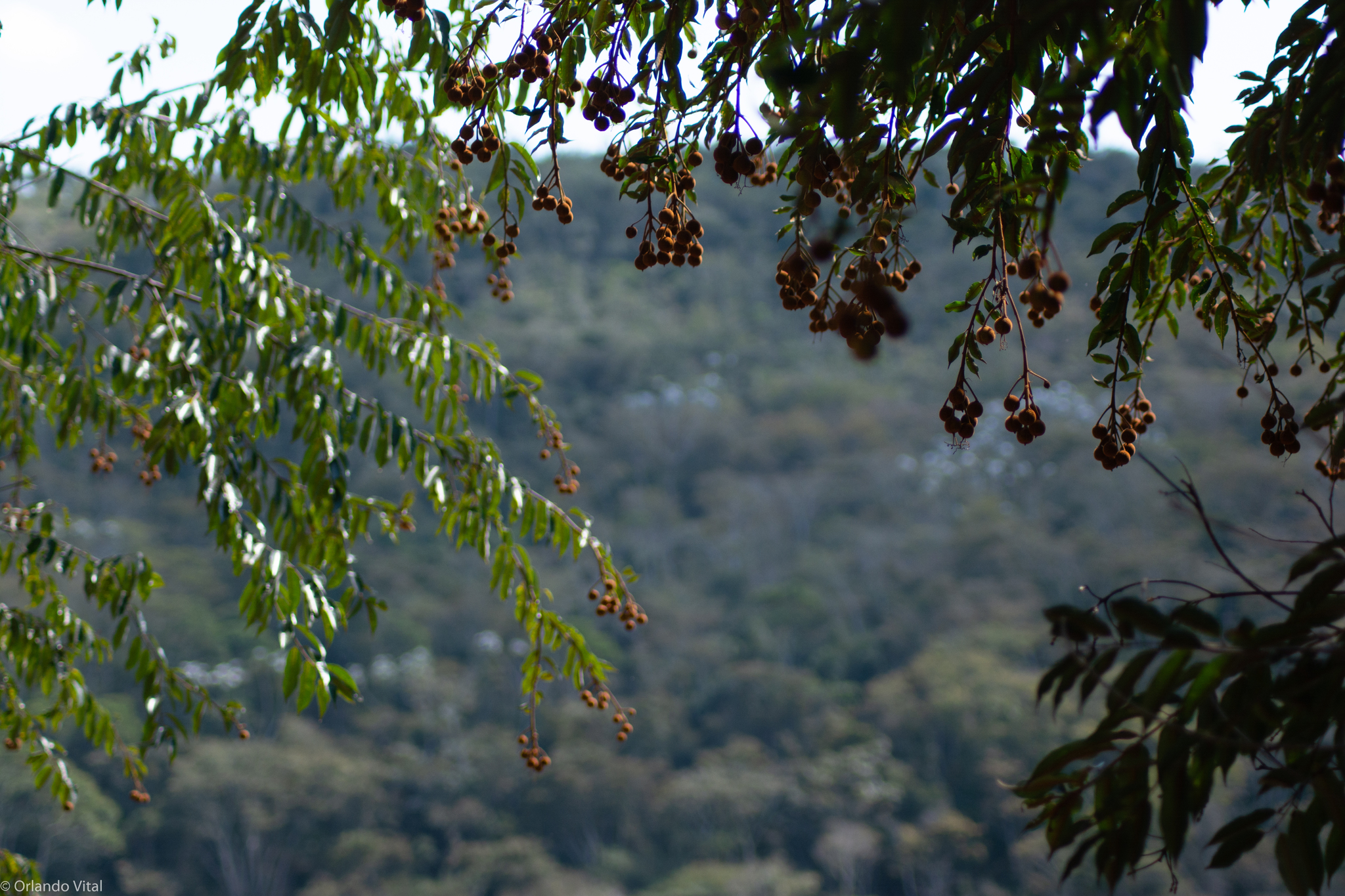 Mabea fistulifera