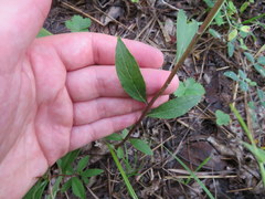 Doellingeria infirma