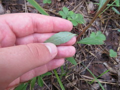 Doellingeria infirma