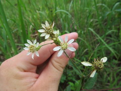 Doellingeria infirma