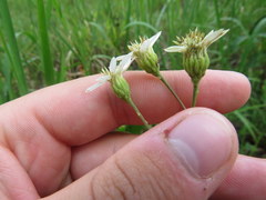 Doellingeria infirma