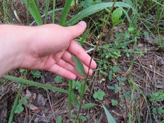 Doellingeria infirma