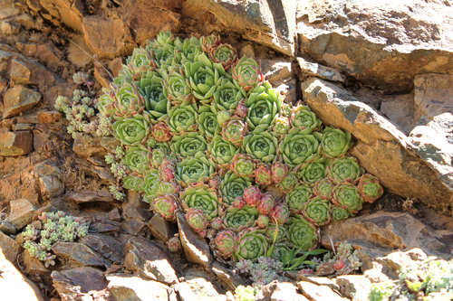 Sempervivum atlanticum image