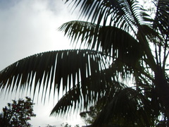 Howea forsteriana