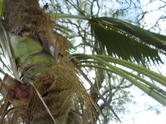 Howea forsteriana