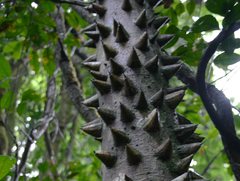 Zanthoxylum chevalieri