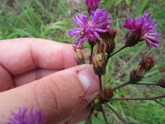 Vernonia glauca