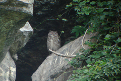 Bubo cinerascens