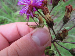 Vernonia glauca