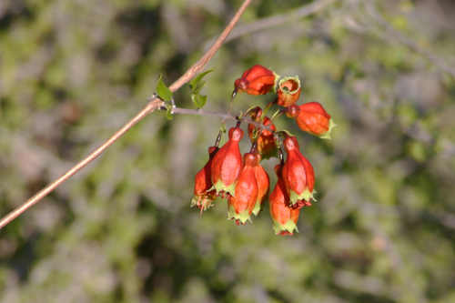 Combretum grandidieri