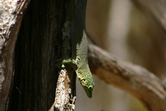 Phelsuma standingi