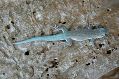 Phelsuma mutabilis