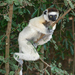 Verreaux's Sifaka - Photo (c) Jonathan M, some rights reserved (CC BY-NC), uploaded by Jonathan M