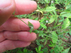 Hypericum gymnanthum