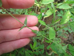 Hypericum gymnanthum