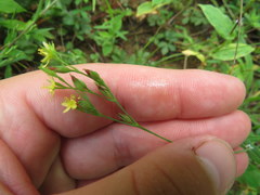 Hypericum gymnanthum
