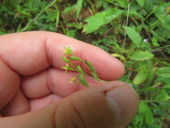 Hypericum gymnanthum