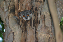 Lepilemur leucopus