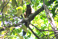 Eulemur collaris
