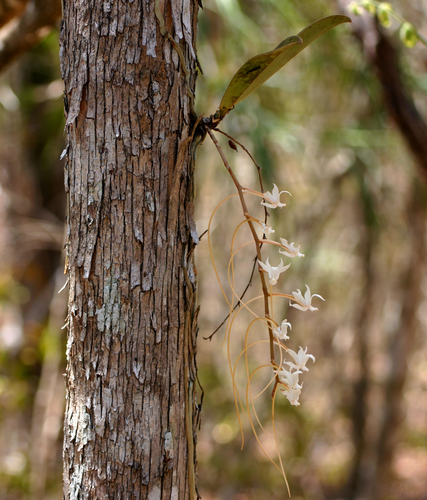 Aerangis decaryana H.Perrier 4