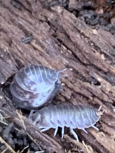 Curly Woodlouse photo 4