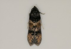 Tineidae clade b