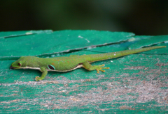 Phelsuma quadriocellata