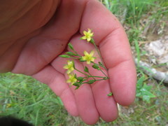 Hypericum gymnanthum