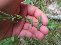 Hypericum gymnanthum