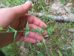 Hypericum gymnanthum