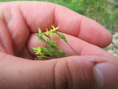 Hypericum gymnanthum