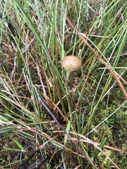 Phaeonematoloma myosotis