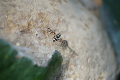 Myennis octopunctata