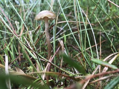 Phaeonematoloma myosotis